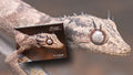 Australian Wildlife Conservancy's 2027 Wall Calendar